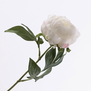 Paeonia Open Cream FL440349CRM