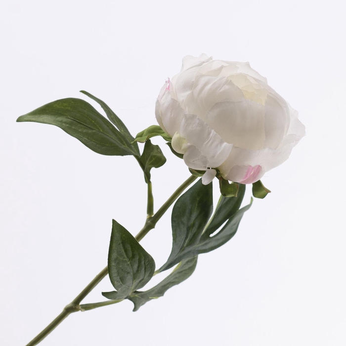 <h4>Paeonia Open Cream FL440349CRM</h4>