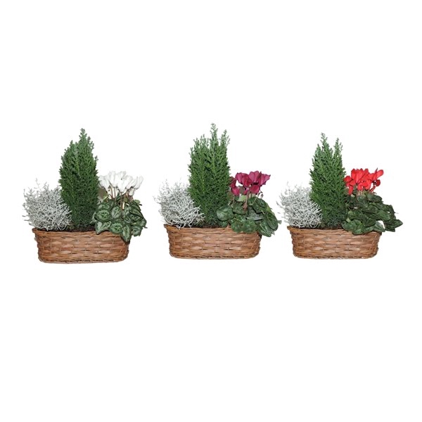 <h4>Collectie Hanoi Arrangement in Mand 30 cm</h4>