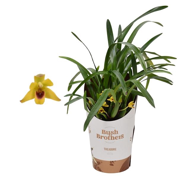 <h4>Orchidee</h4>