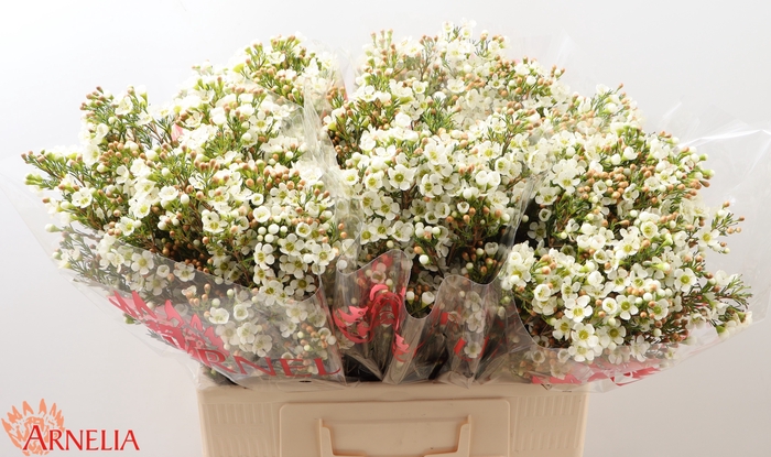 <h4>Chamelaucium Dawn Pearl</h4>