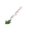 Digitalis White Pink