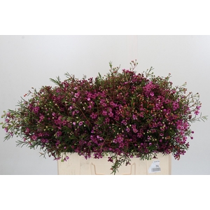 Chamelaucium Rotem