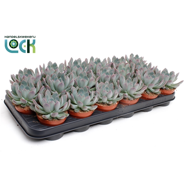 <h4>Echeveria Pulidonis</h4>