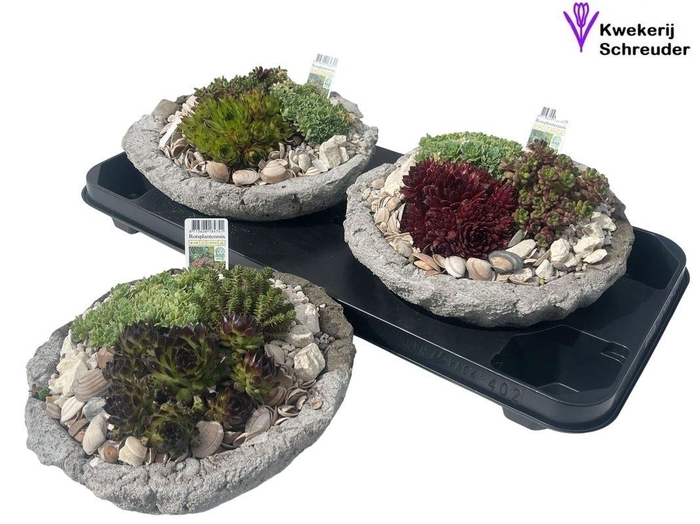 <h4>ARR TUINPLANTEN</h4>