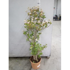 Crassula ovata 'Sunset'