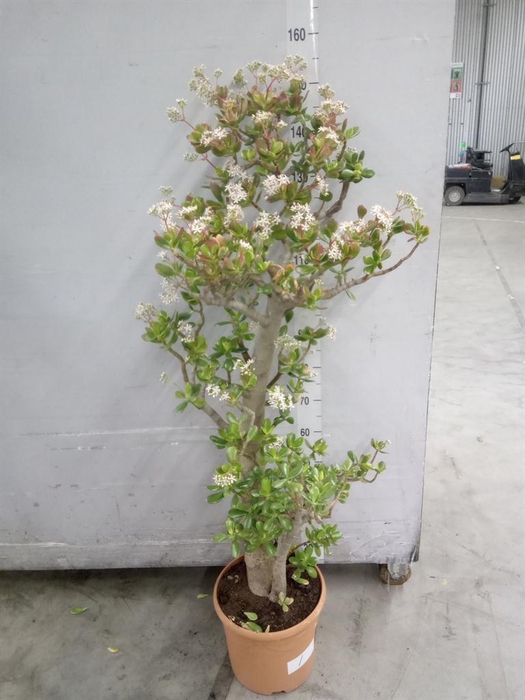 <h4>Crassula ovata 'Sunset'</h4>