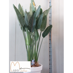 STRELITZIA REGINAE