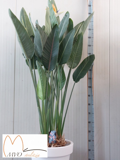 STRELITZIA REGINAE