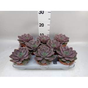 Echeveria   ...