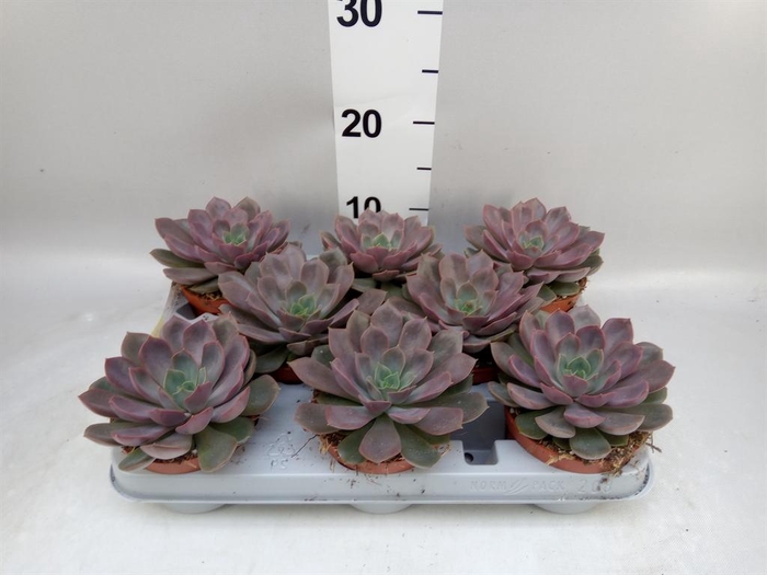 <h4>Echeveria ...</h4>