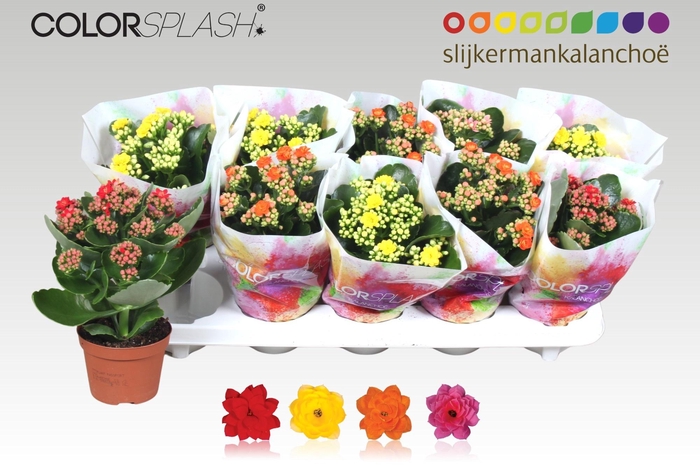 <h4>KAL GE GEM 4 KL</h4>