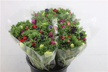 <h4>Anem Ex Mixed</h4>