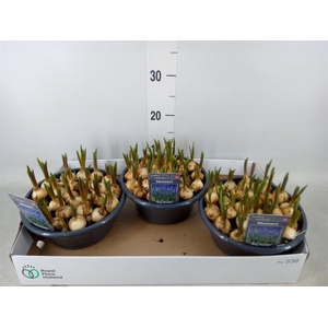 Muscari  'Big Smile'