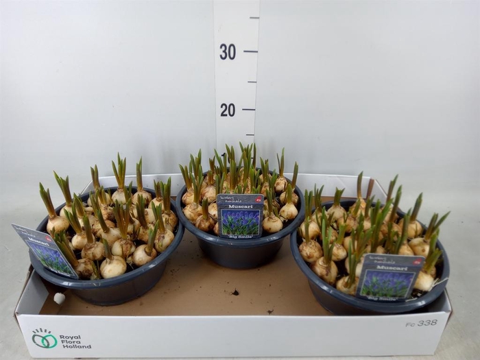 <h4>Muscari  'Big Smile'</h4>