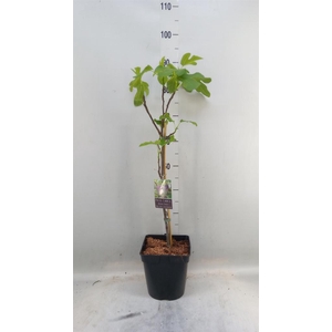 Ficus carica 'Brown Turkey'