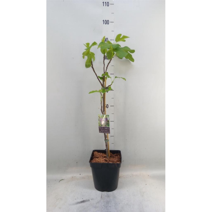 <h4>Ficus carica 'Brown Turkey'</h4>