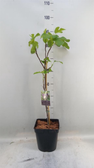 <h4>Ficus carica 'Brown Turkey'</h4>