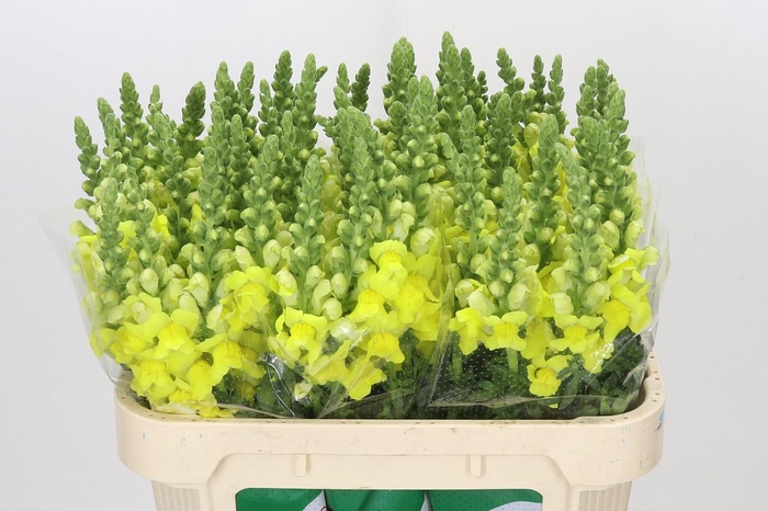 <h4>Antirrhinum Legend Yellow</h4>