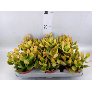 Crassula ovata 'Sunset'