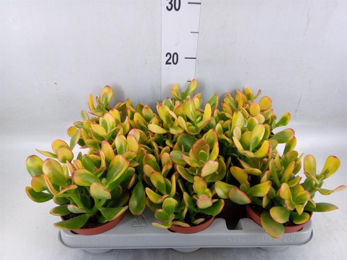 <h4>Crassula ovata 'Sunset'</h4>
