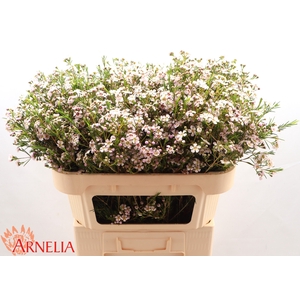 Chamelaucium 'Katrien'