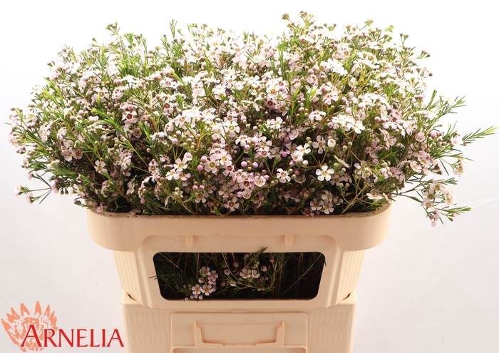 <h4>Chamelaucium 'Katrien'</h4>