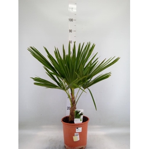 Trachycarpus fortunei