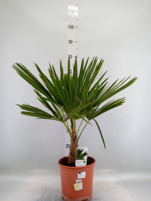 <h4>Trachycarpus fortunei</h4>