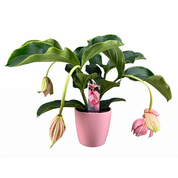 <h4>Medinilla Magnifica 2 etage 3/4 knop in roze keramiek</h4>