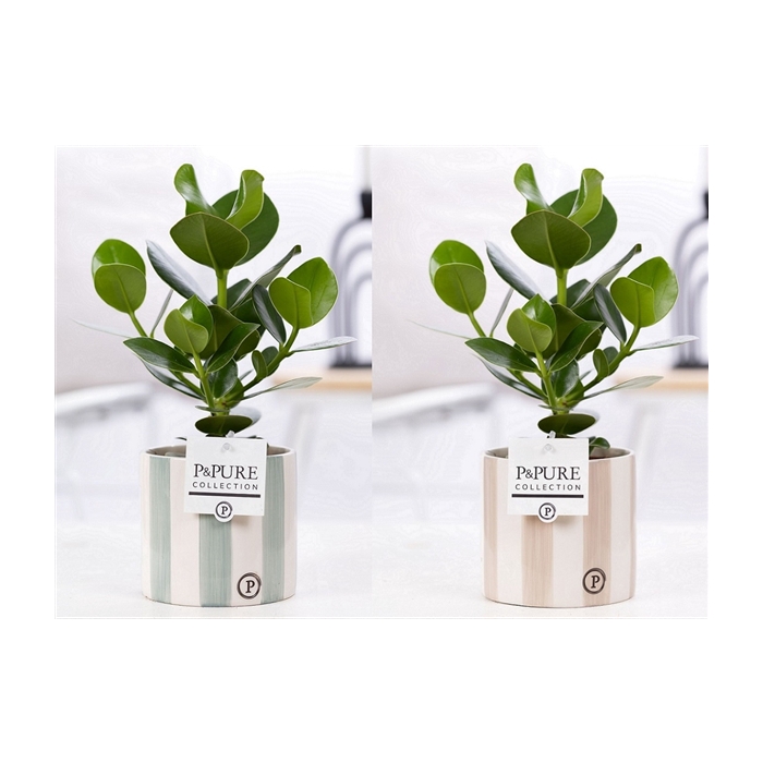 <h4>Clusia Rosea Princess in P&PURE Eline 2 ceramics ass. 2</h4>