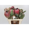 Protea Barbigera
