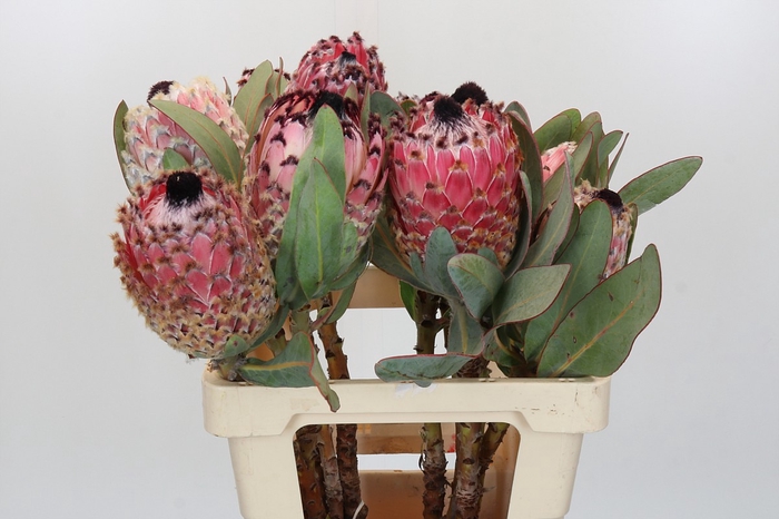 <h4>Protea Barbigera</h4>