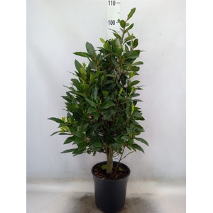 Laurus nobilis