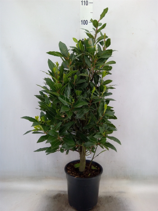 <h4>Laurus nobilis</h4>