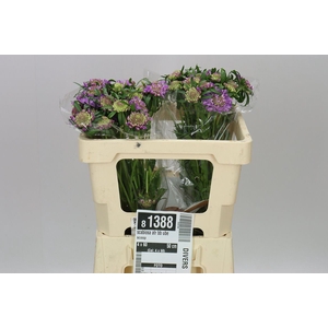 Scabiosa Atr Bb Ube Scoop