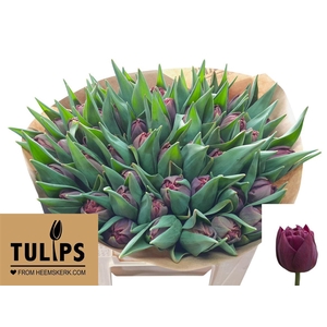 Tu Du Alison Bradley