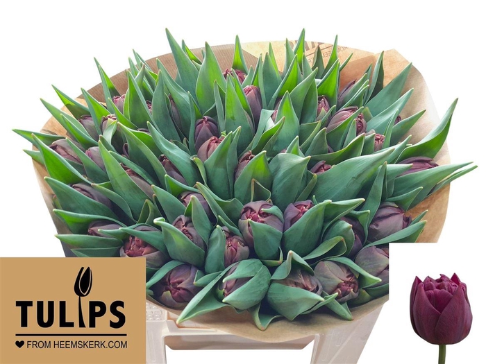 <h4>Tu Du Alison Bradley</h4>