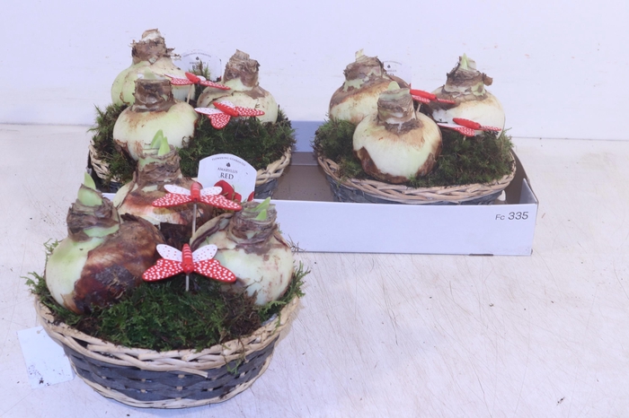 <h4>ARR HIPPEASTRUM</h4>