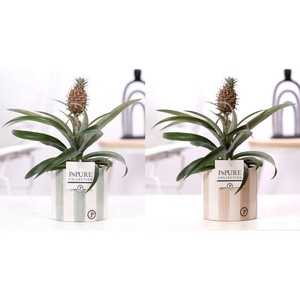 Ananas Rosita in P&PURE Eline 2 ceramics ass. 2