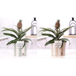 Ananas Rosita in P&PURE Eline ceramics ass. 2