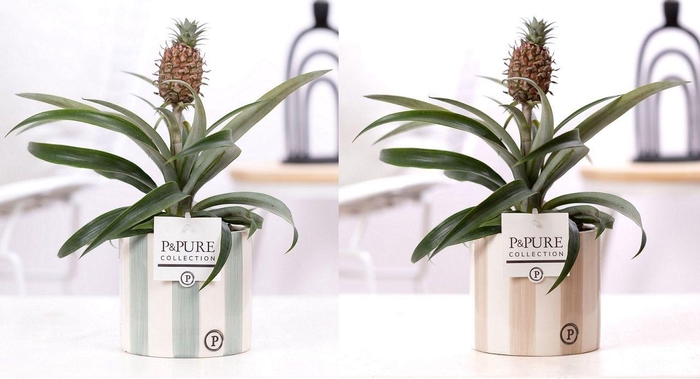 <h4>Ananas Rosita in P&PURE Eline ceramics ass. 2</h4>