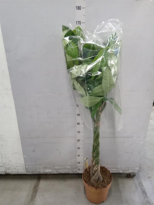 <h4>Pachira aquatica</h4>