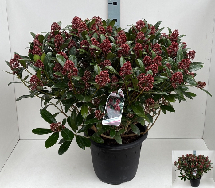 <h4>SKIM J RUBELLA</h4>