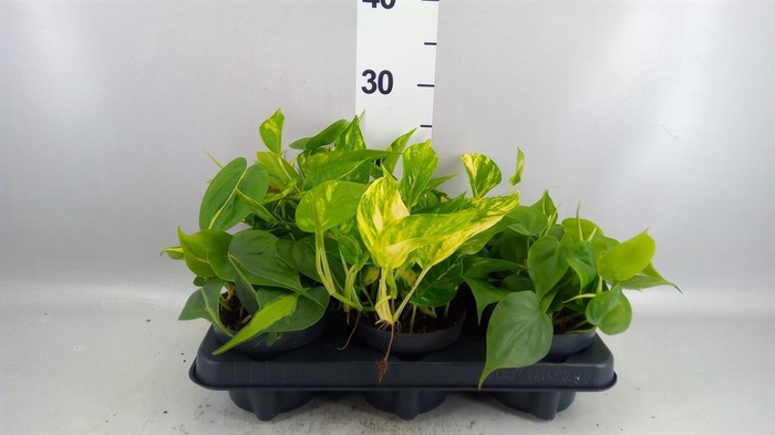 <h4>Epipremnum pinn.   ...mix</h4>
