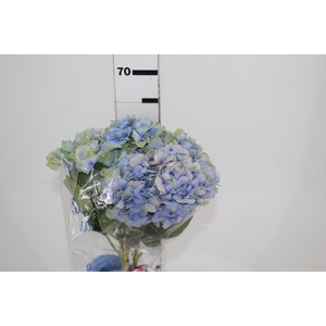 HORTENSIA FORCE 060 CM AZUL