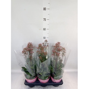 Kalanchoe  'WildFlow Surp Canyon'