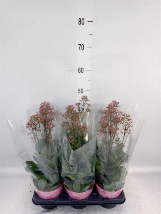 <h4>Kalanchoe  'WildFlow Surp Canyon'</h4>