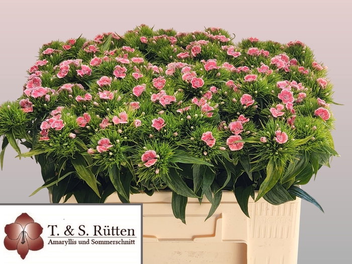 <h4>DI BARB B ZALM WIT</h4>