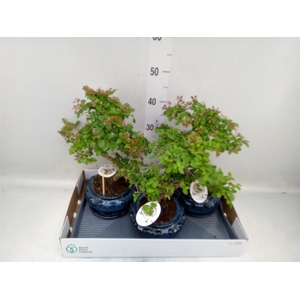 Bonsai   ...mix